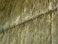 Crushed Silk Fabrics