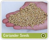 Coriander Seeds