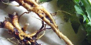 Dandelion Roots