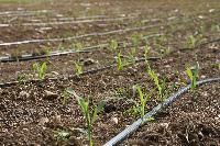 Drip Irrigation