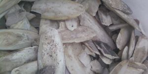 Cuttlefish Bone