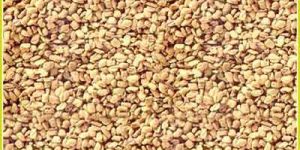 Fenugreek