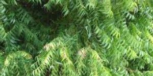 Azadirachta Indica Tree