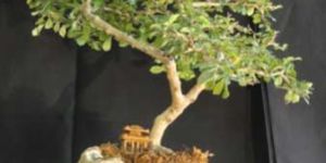Bonsai Plant