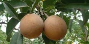 Sapota Plant