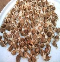 Moringa Oleifera Seeds