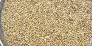 Millet Seeds