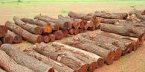 Babool Wood Logs
