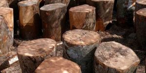 Mango Wood Logs