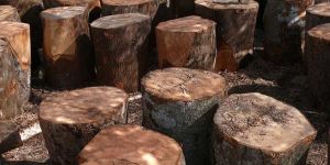 Neem Wood Logs