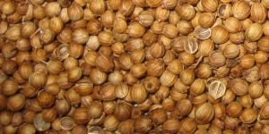 Coriander Seed