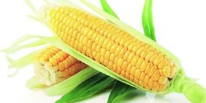 Yellow Maize