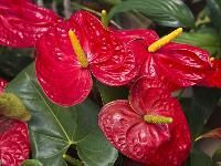 Ornamental Plants