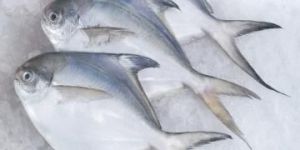 Pomfret Fish