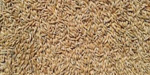Barley Seeds