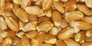 Wheat