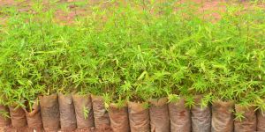 Bamboo Seedlings