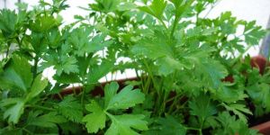 Parsley