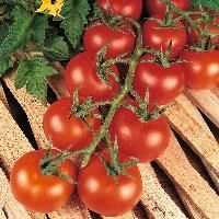 Hybrid Tomato Seeds