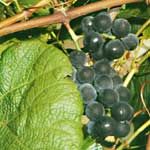 Black Grape Juice