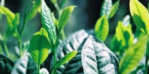 Tea Leaves