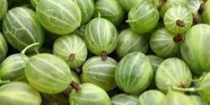 Fresh Gooseberry