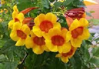 Hybrid Flowering Plants