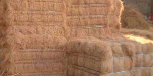 Coconut Coir Fibre