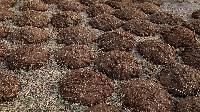 Cow Dung