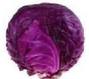 Fresh Cabbage
