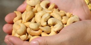 Cashew Nut
