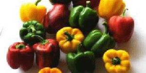 Fresh Capsicum