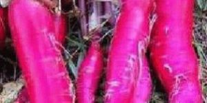 Fresh Radish
