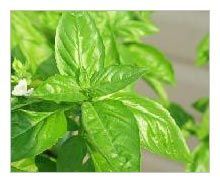 Basil Oil