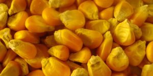 Yellow Corn (Maize)