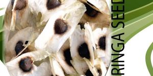 Moringa Seeds