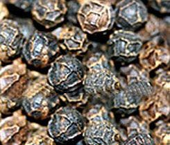 Black Pepper Seeds