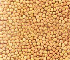 Yellow Mustard Seeds
