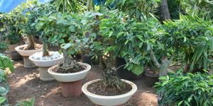 Bonsai Plants