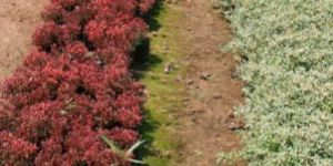 Ground Covering Plants