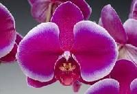 Orchids