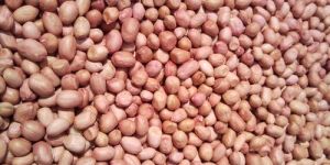 Groundnut Seeds