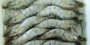 Frozen Black Tiger Shrimps