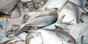 Frozen Pomfret Fish