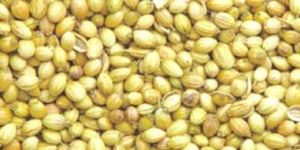 Coriander Seeds