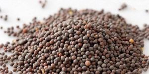 Black Mustard Seeds