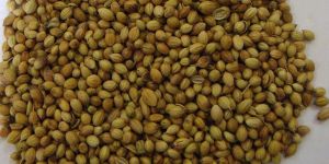 Coriander Seeds