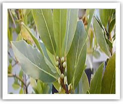 Bay Leaf