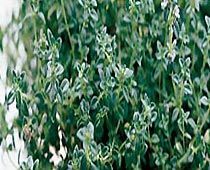 Fresh Thyme