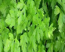 Parsley Leaves